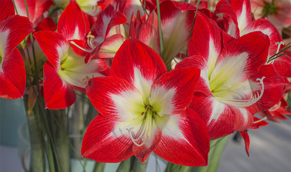 Amaryllis 'Tres Chic'