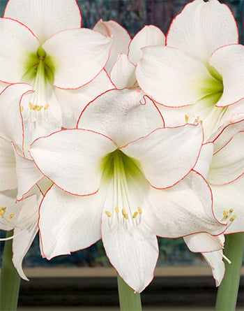 Amaryllis 'Picotee'