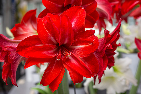 Amaryllis 'Double Delicious'