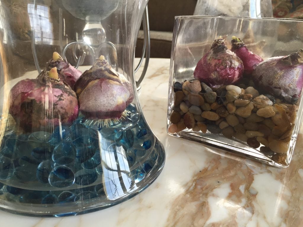 The whiskery white roots of some Hyacinth bulbs appeared in just 24 hours.