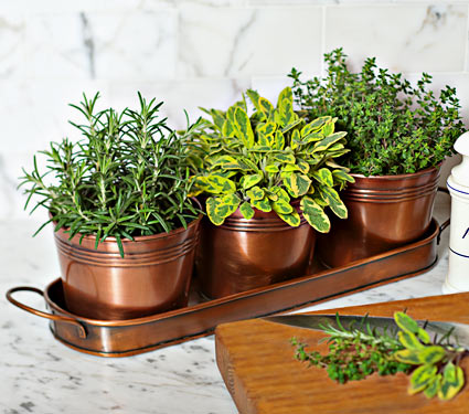 Cook's Herb Trio
