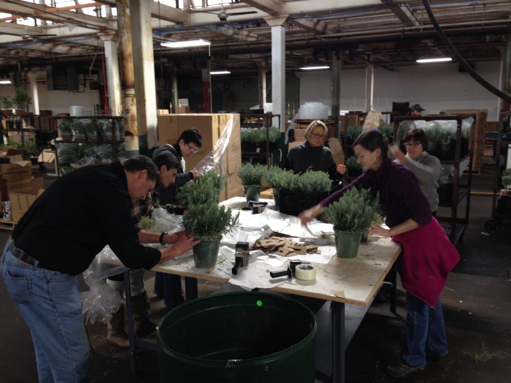 All hands on deck. Members of our staff who work in Publications, Marketing, and Finance joined forces with the Shipping Crew to take advantage of a window of warm weather for shipping tender plants.