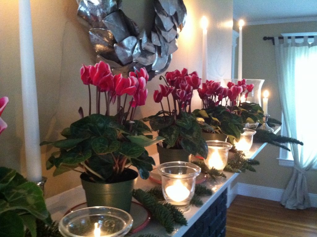 3a-cyclamen-in-candlelight