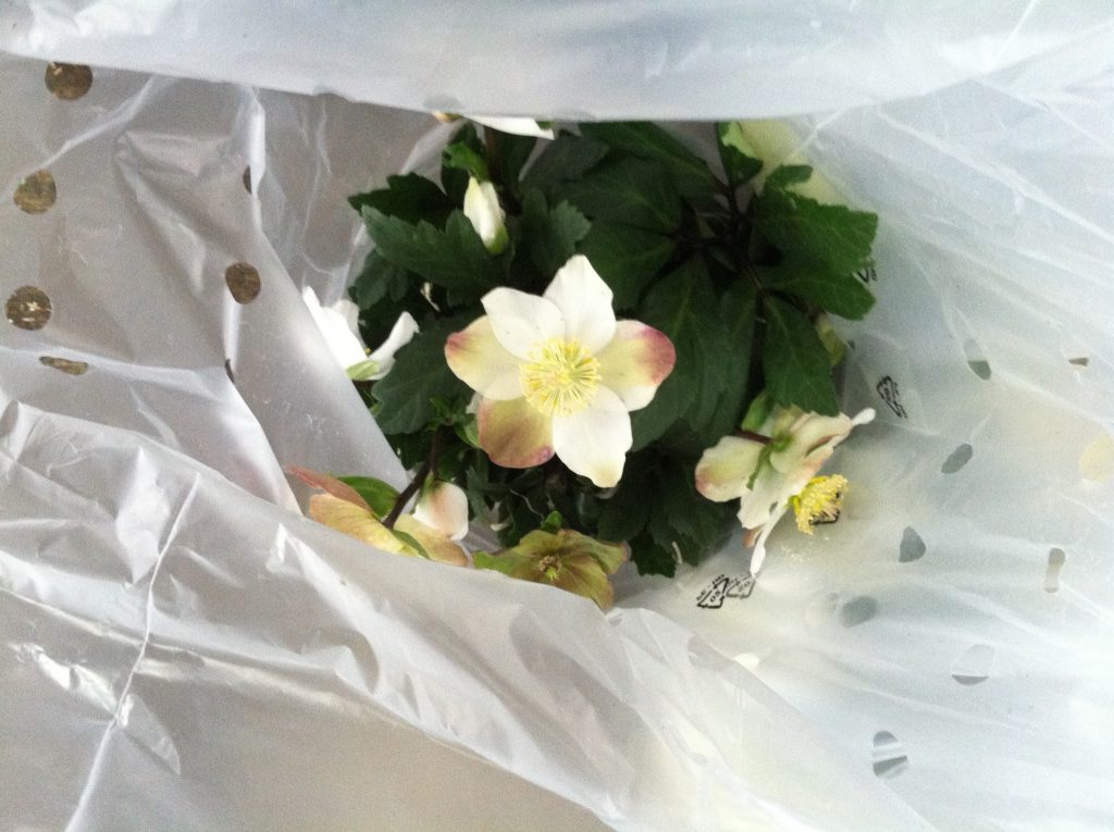 A Christmas Rose (Helleborus niger) wrapped in a plastic sleeve, waiting to be boxed.