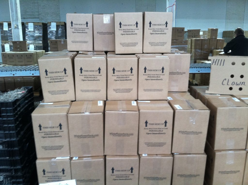 Amaryllis 'Clown' packed and ready for shipping.