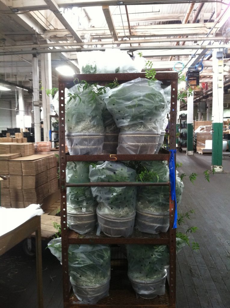 Bushy Jasmine plants in Wrenthorpe Pancheons, bundled and wrapped in sleeves and waiting for boxes.