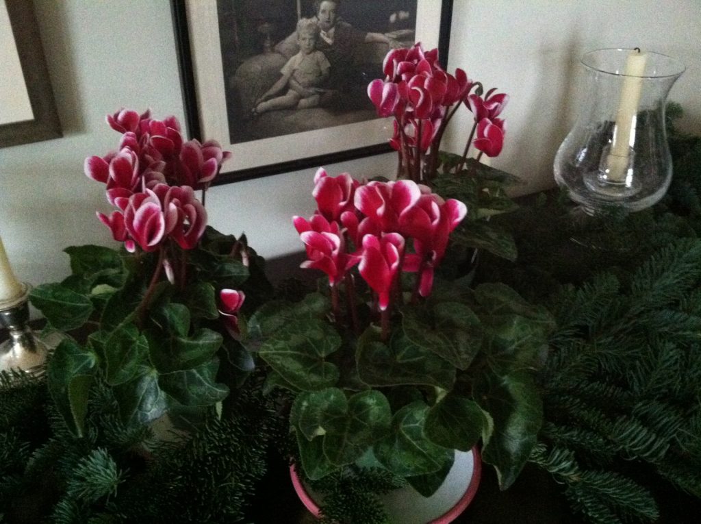 cyclamen-on-the-sideboard