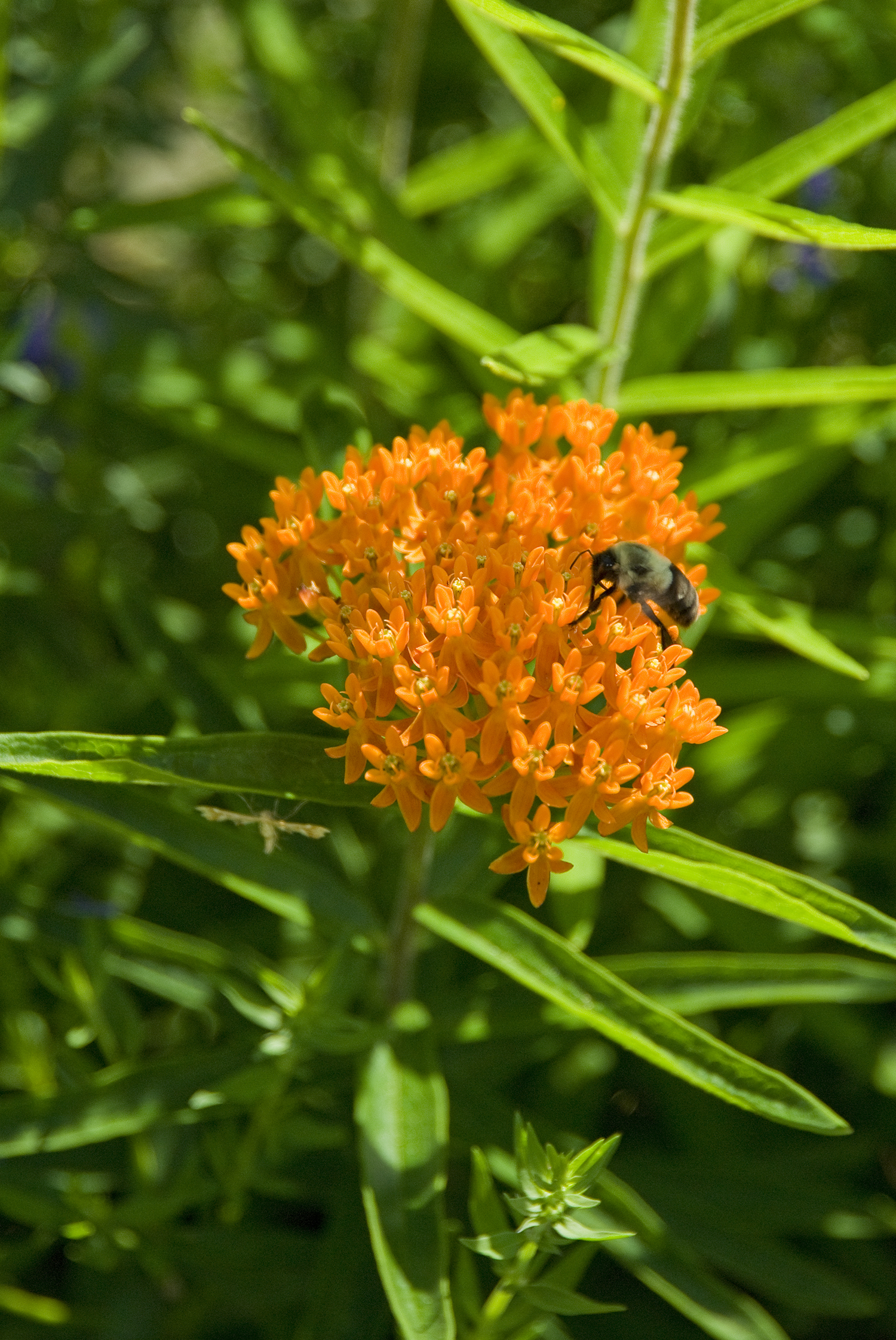 Asclepias tuberosa