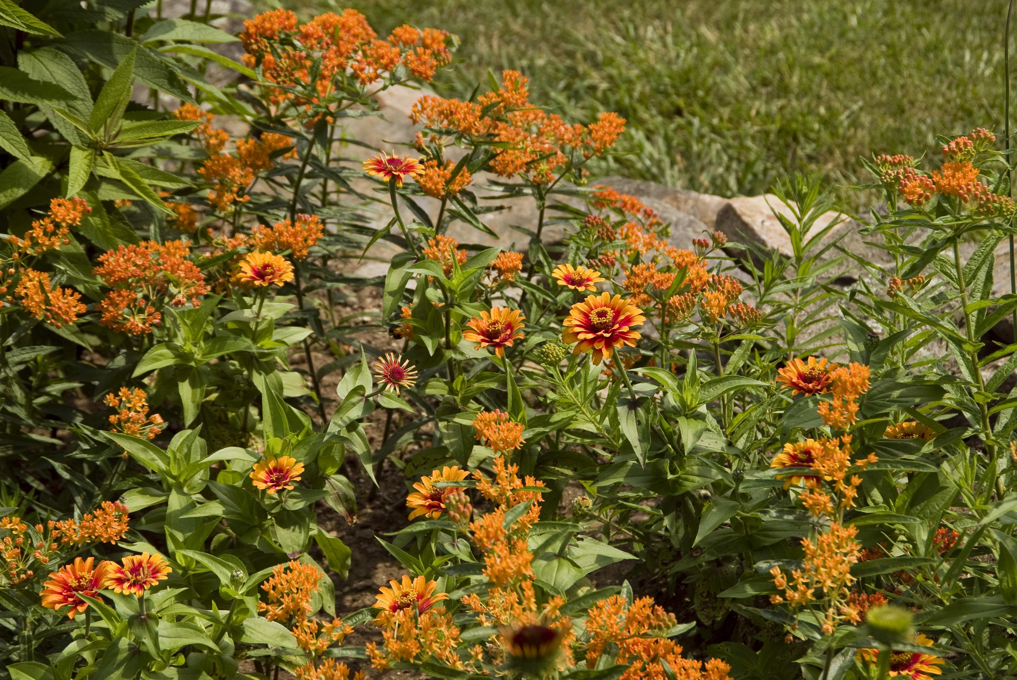 Asclepias tuberosa, zinnia zowie