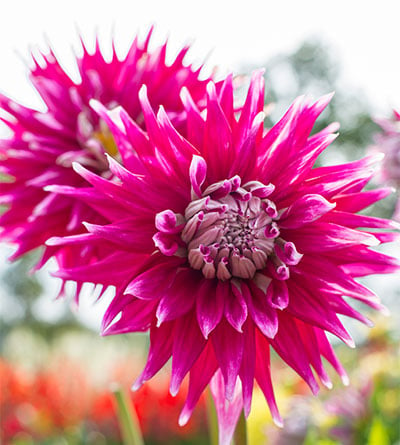 Dahlia ‘AC Dark Horse’