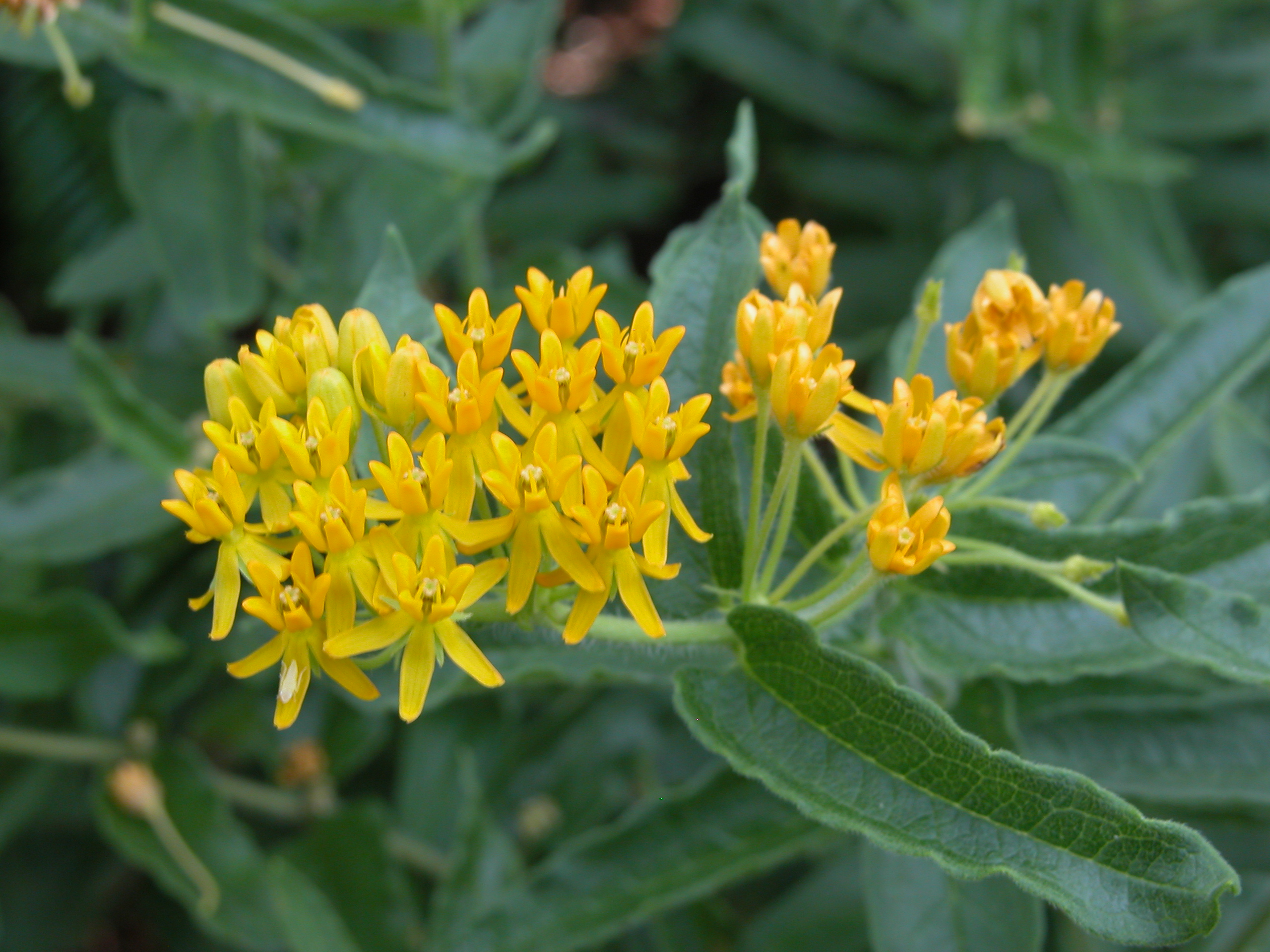 ASCLEPIAS TUBEROSA (YELLOW FORM)