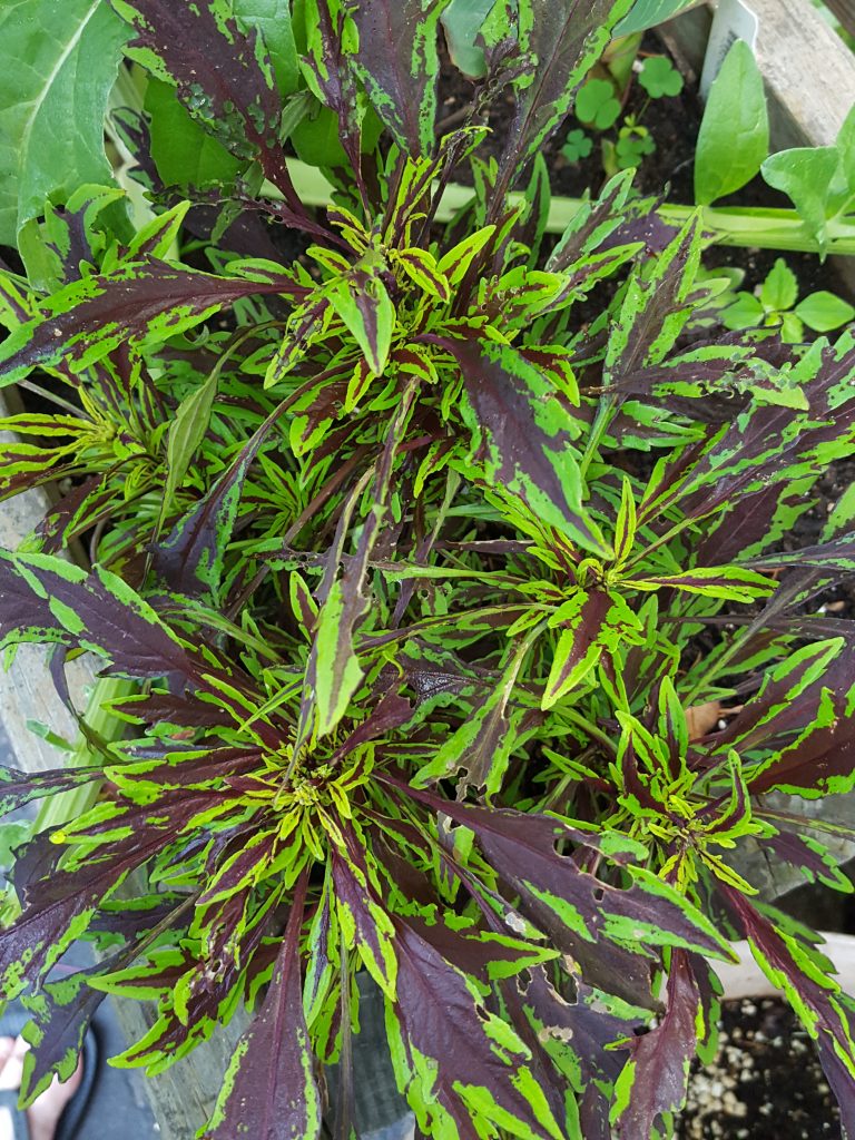 Coleus Chipotle