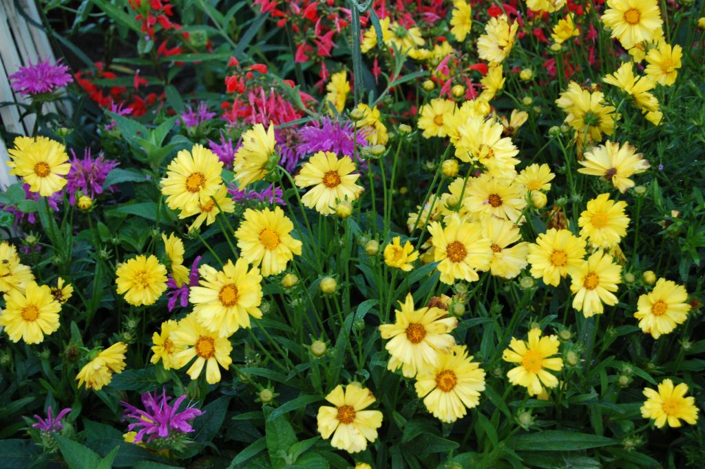 Coreopsis ‘Leading Lady Sophia’