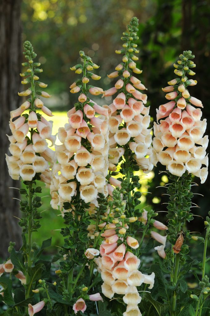 Digitalis purpurea Dalmatian Peach