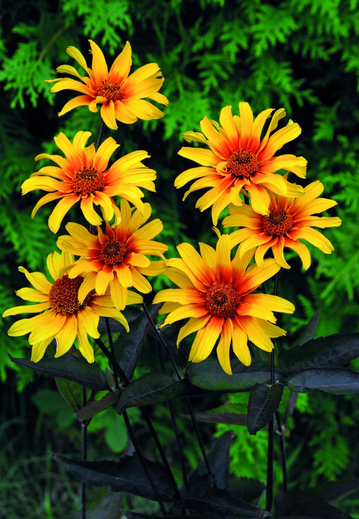 Heliopsis Burning Hearts