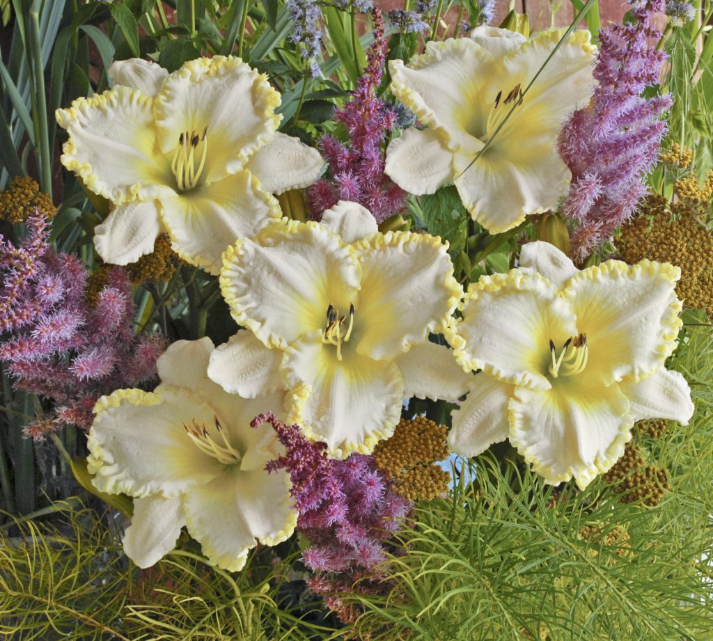 Hemerocallis ‘Marque Moon’