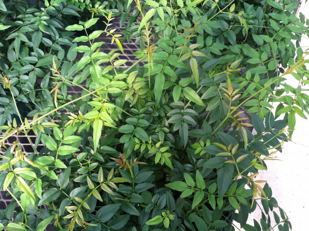 While the fragrant white blossoms of Jasmine tend to get all the attention, we also love the delicate vines, which send tendrils up and out in a cascade of lush green.