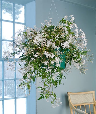 Jasmine in bloom on a wintry day