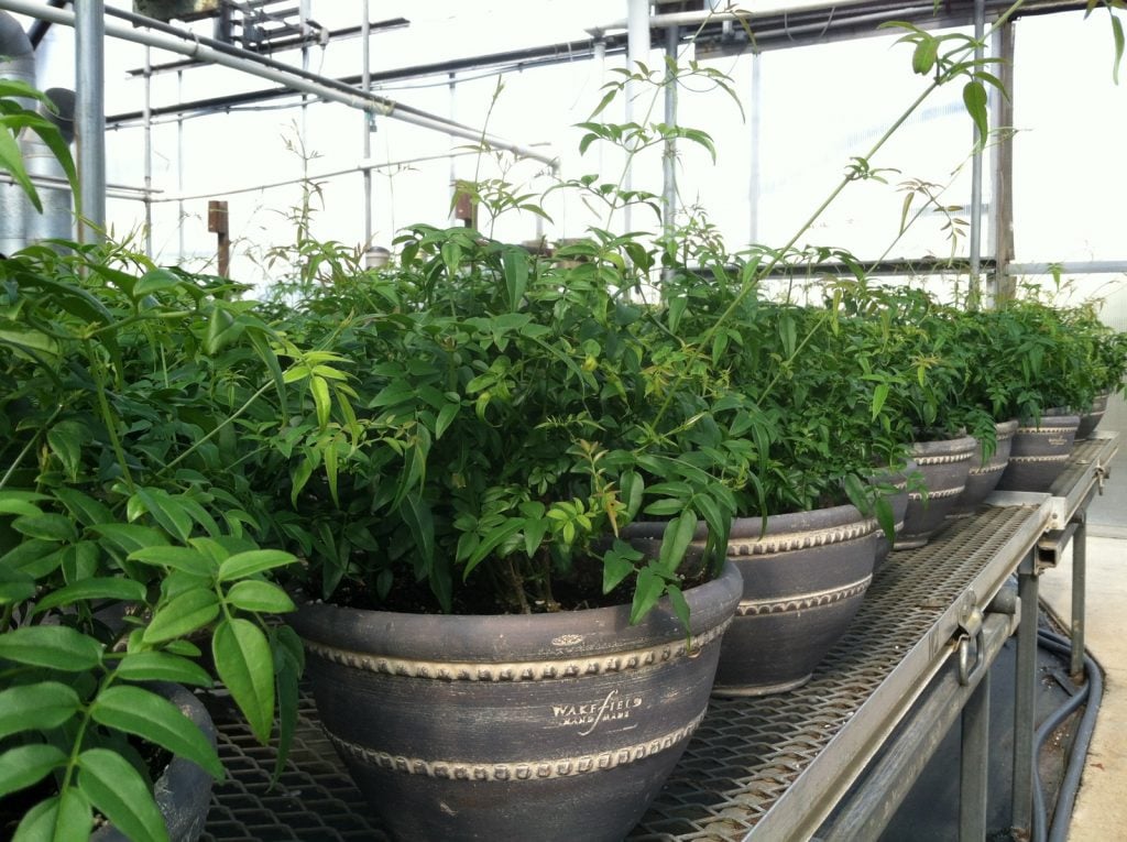 Jasmine plants in handcrafted Barnsley Bowls_