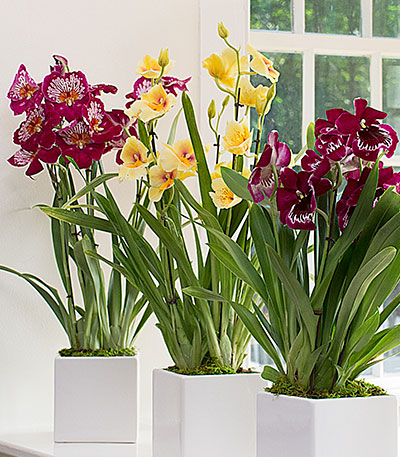 Miltonia Orchids