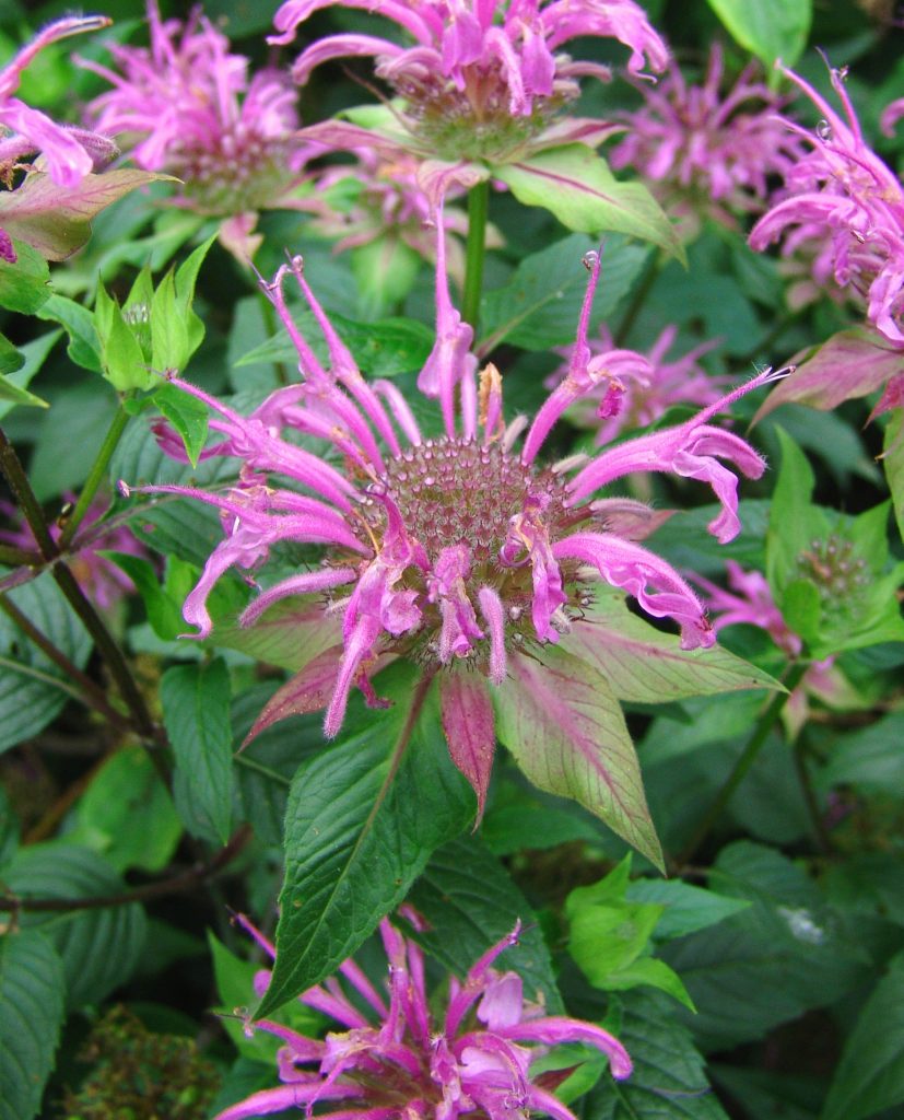 Monarda fistulosa