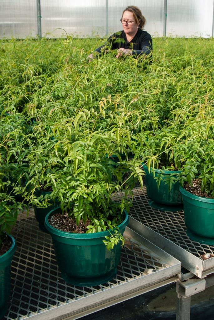 Jasmine production in greenhouse, Sam tending plants