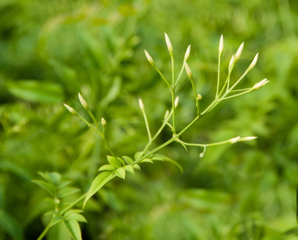 Jasmine buds