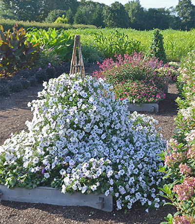 Petunia Tidal Wave® Silver 