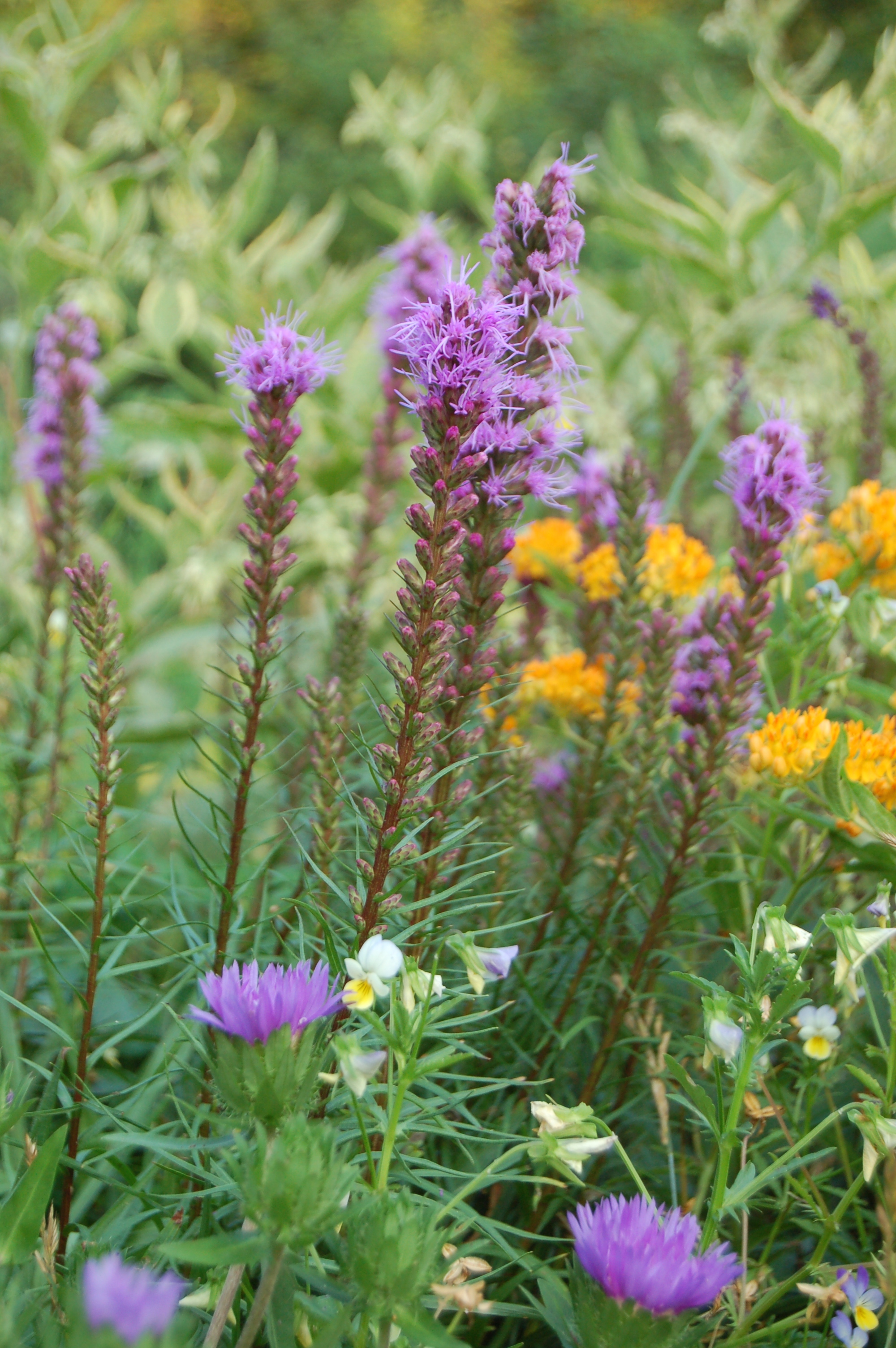 Liatris spicata Kobold, Stokesia, Asclepias tuberosa