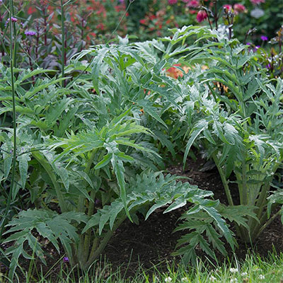 Cardoon: Cynara cardunculus ‘Porto Spineless’