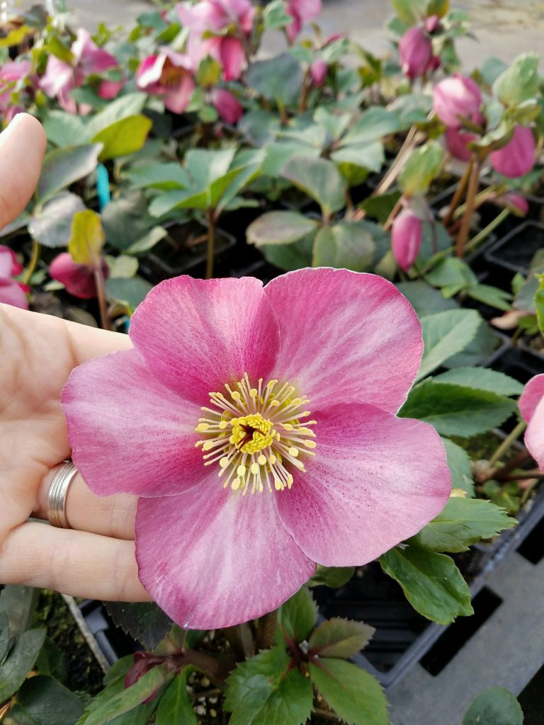 Hellebore Gold Collection® Madame Lemonnier