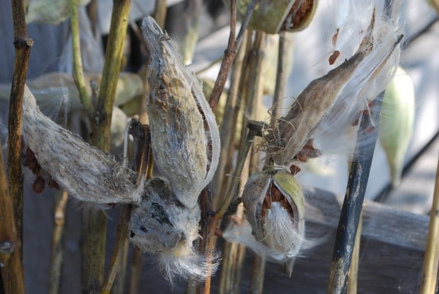milkweeds-022-620x416_deborah-silver