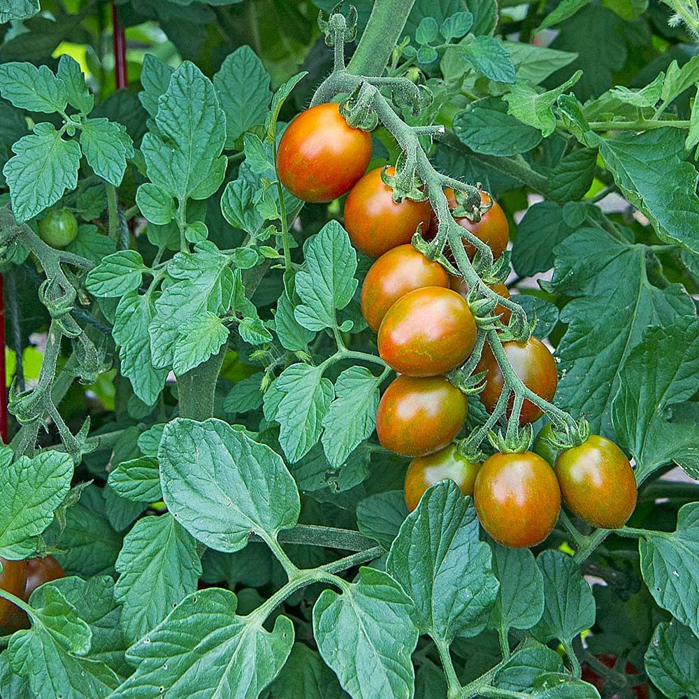 Tomato ‘Chocolate Sprinkles’