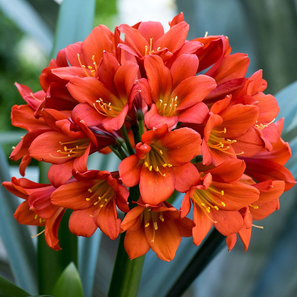 clivia-longwood-chimes