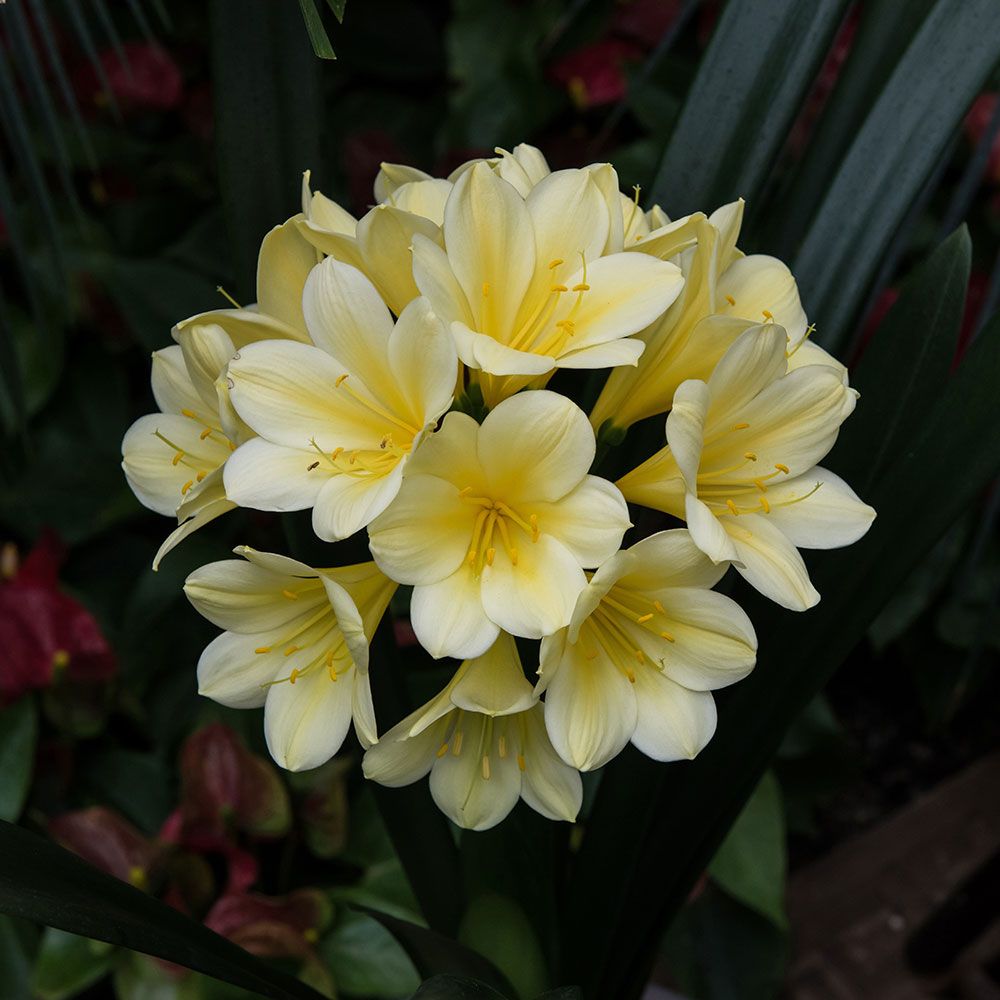 clivia-longwood-debutante