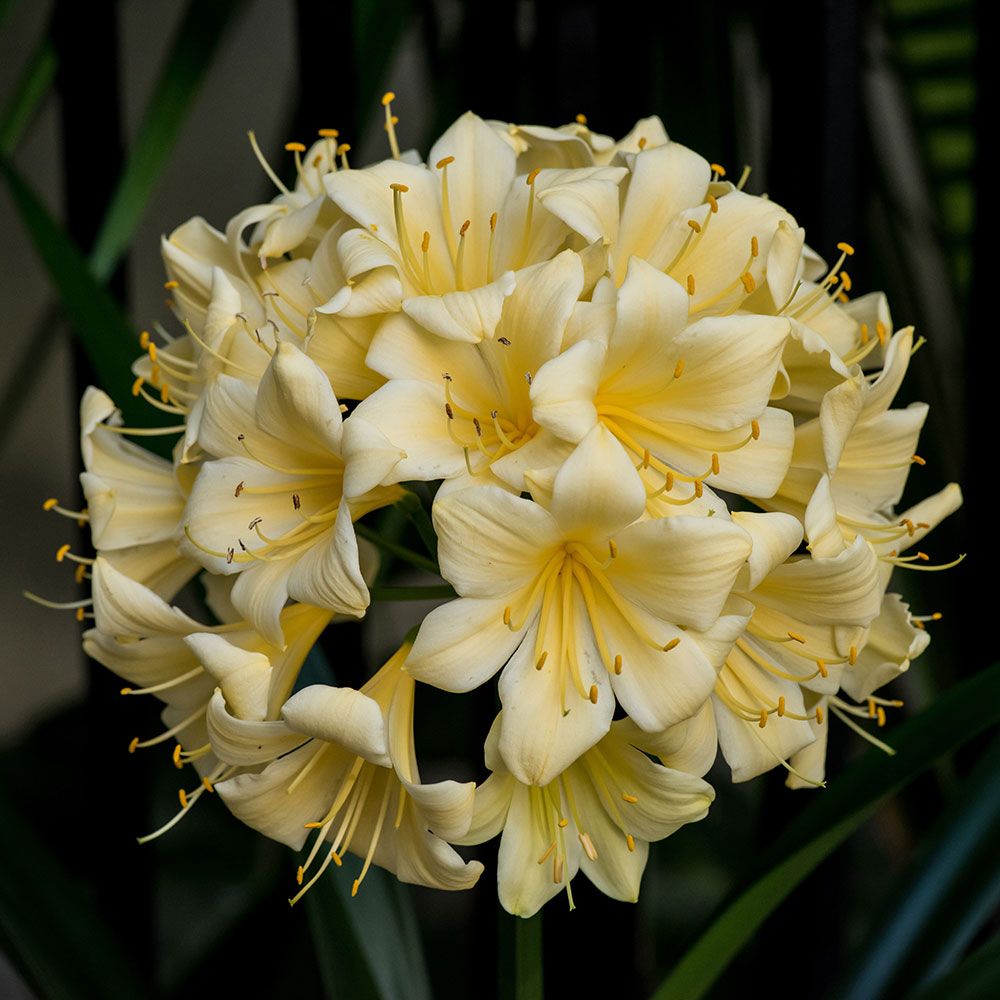 clivia-longwood-fireworks