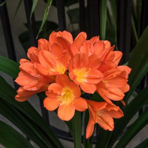 Clivia miniata Longwood Sunrise