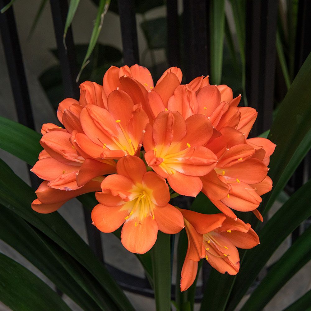 Break-Through Clivia Bred by Longwood Gardens - White Flower Farm's blog