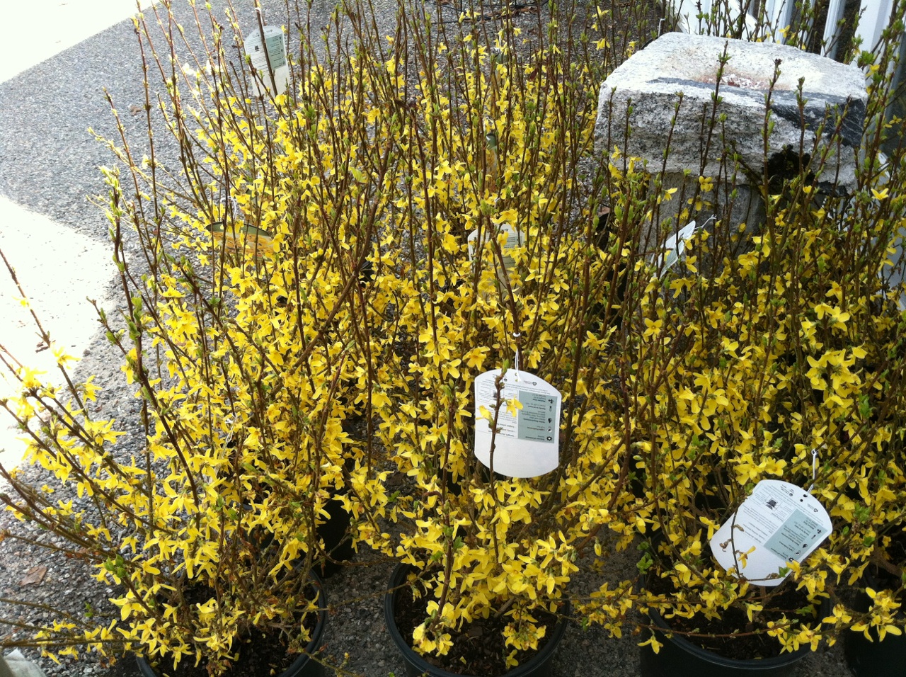 9-forsythia