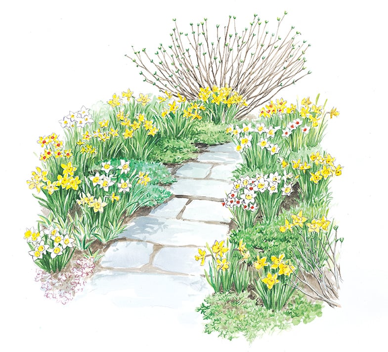 Make a Path with The Works Daffodils