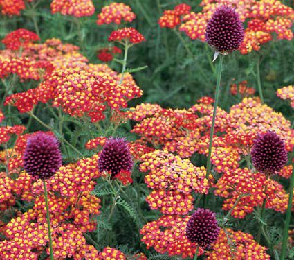 Image of Allium companion plant of yarrow