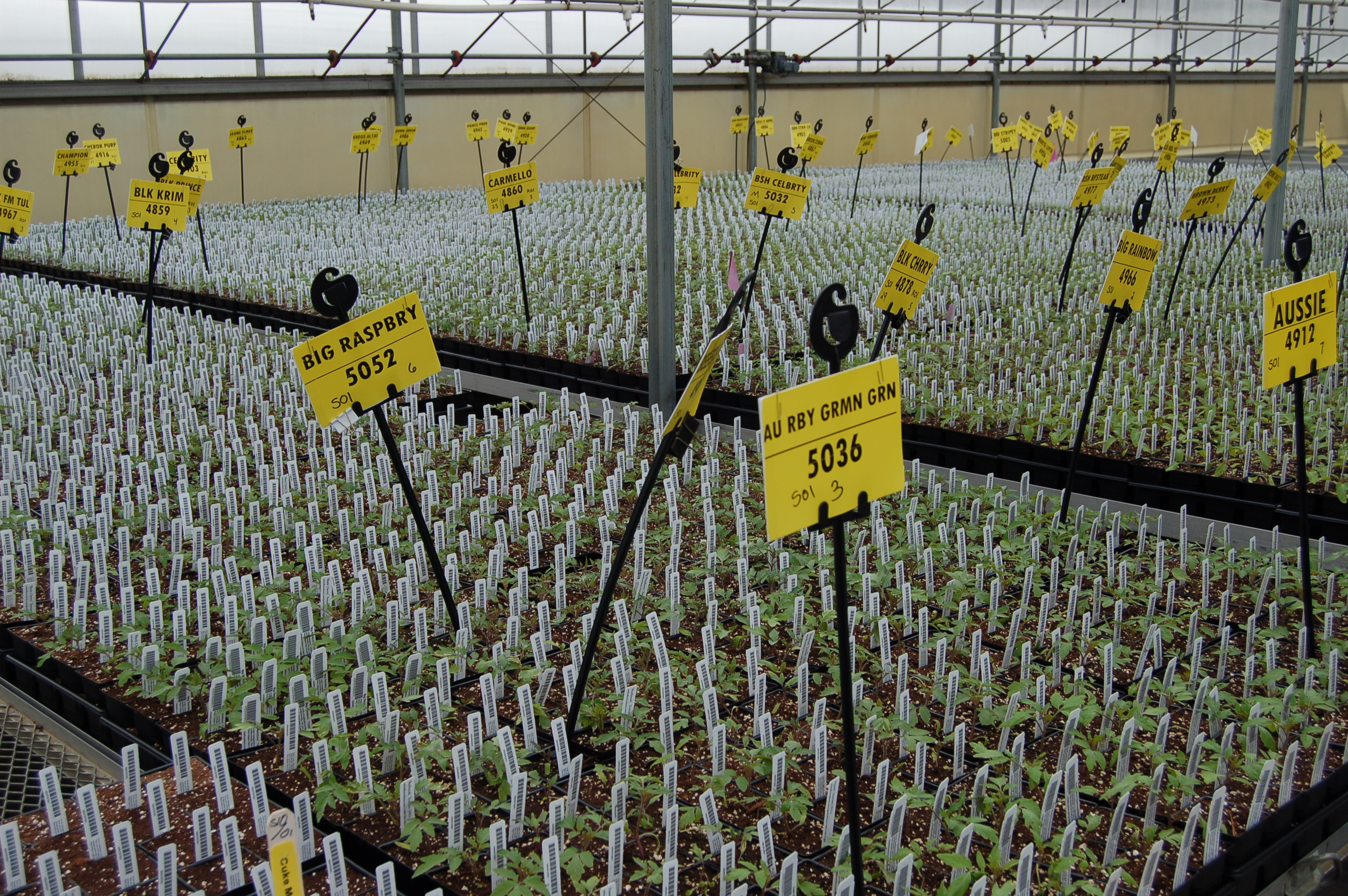 tomato starts celebration tomatomania greenhouse
