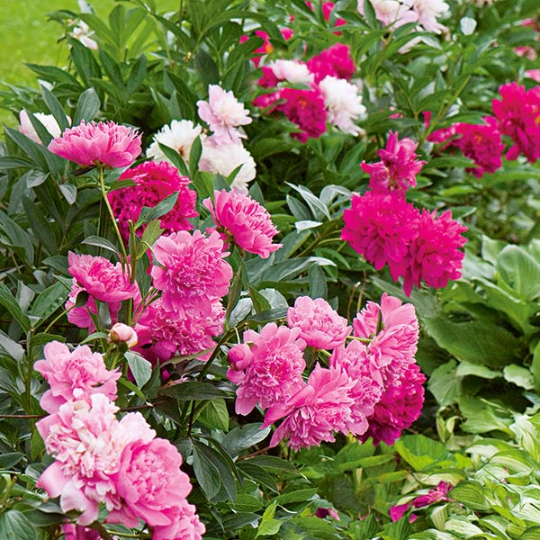 These huge blooms of Old-time Peony Collection are on display in June.