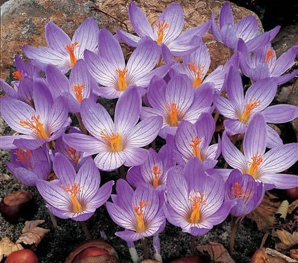 Elegant, goblet-shaped blooms of Crocus speciosus are violet blue to mauve in color.