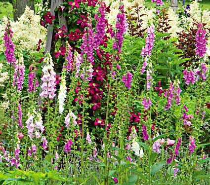The blooms of Digitalis purpurea Excelsior Hybrids show off shades of pink to lavender pink, light pink and white in June and July. 