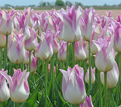 Tulip Elegant Lady
