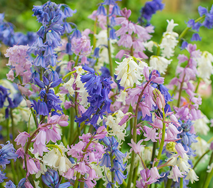 Spanish Bluebells Mixture