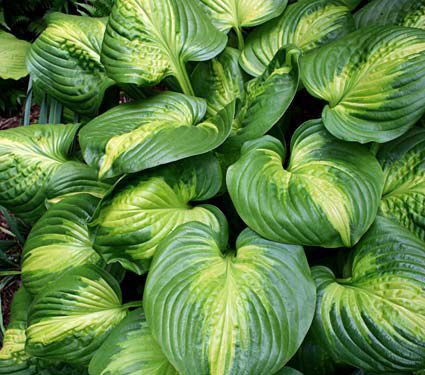 Hosta Cathedral Windows