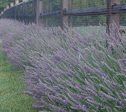 Lavender Phenomenal