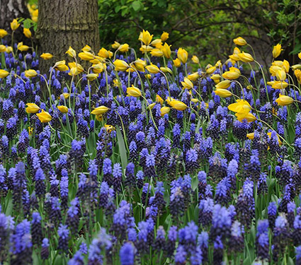 Muscari Latifolium